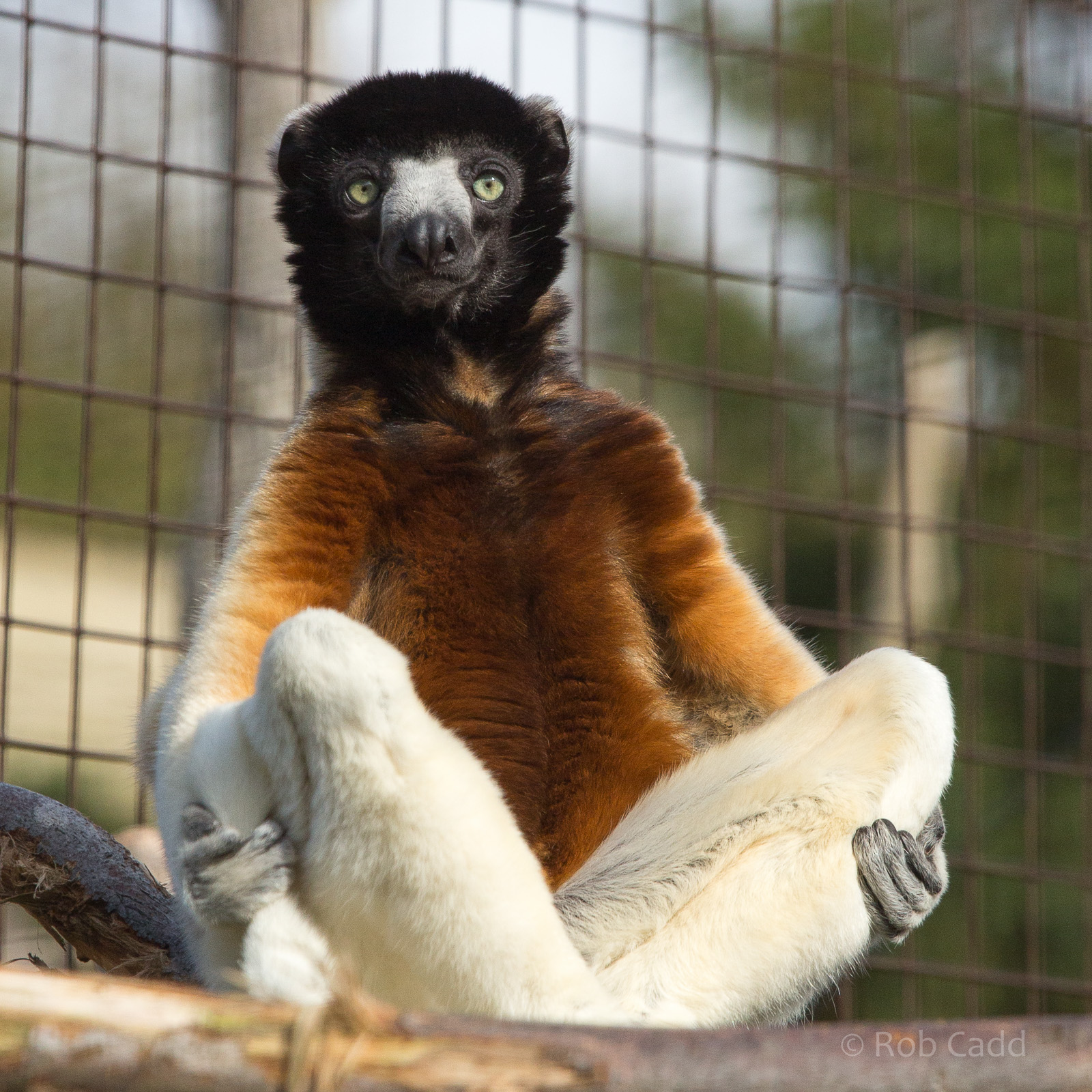 Crowned sifaka : Cotswold WP : 25 Oct 2014