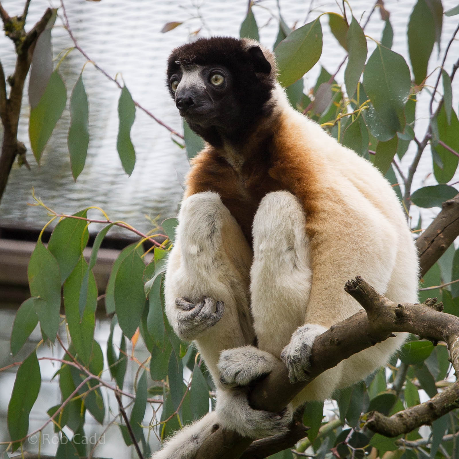 Crowned sifaka : Cotswold WP : 27 Jun 2014
