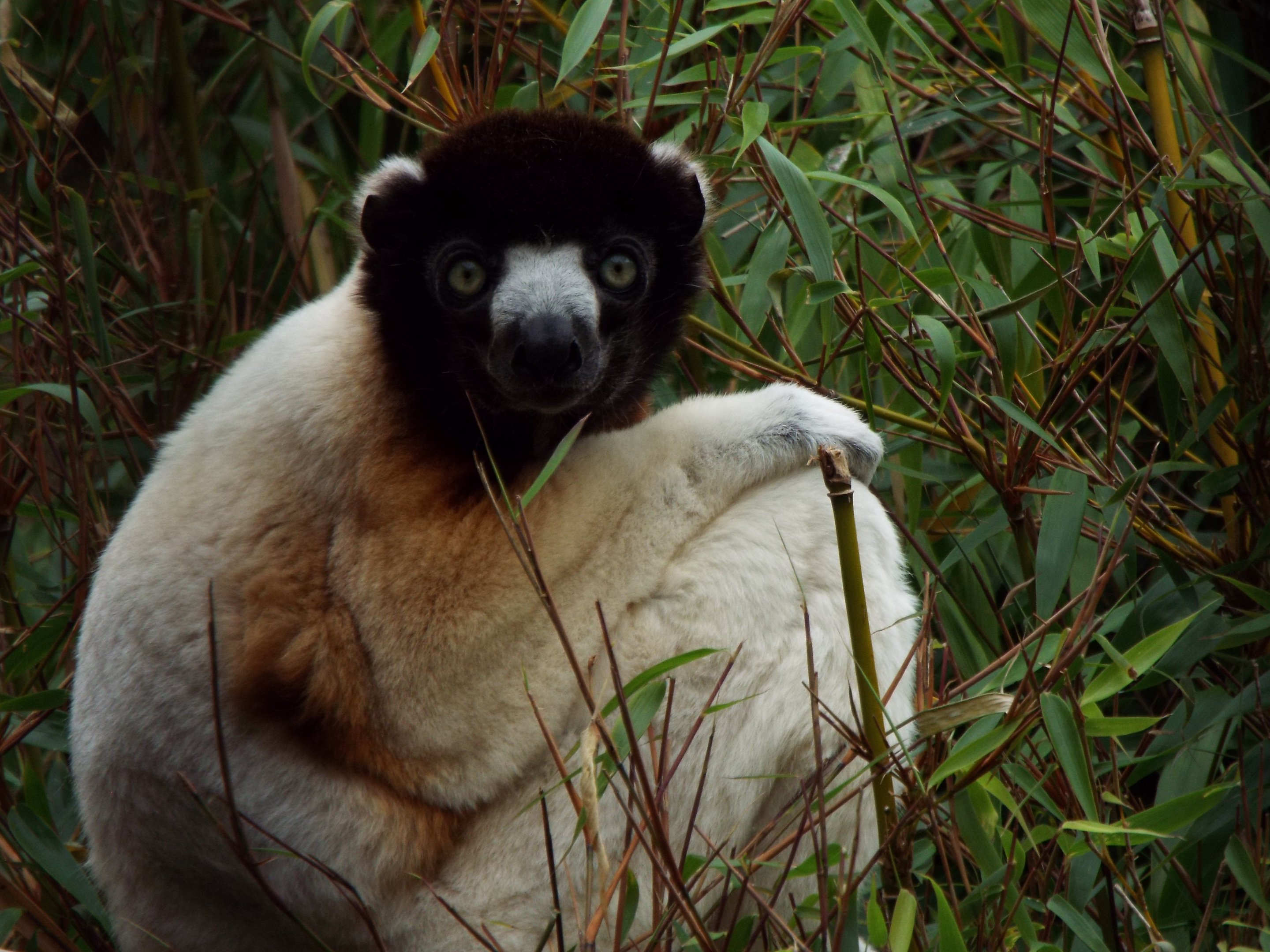 Crowned Sifaka, CWP