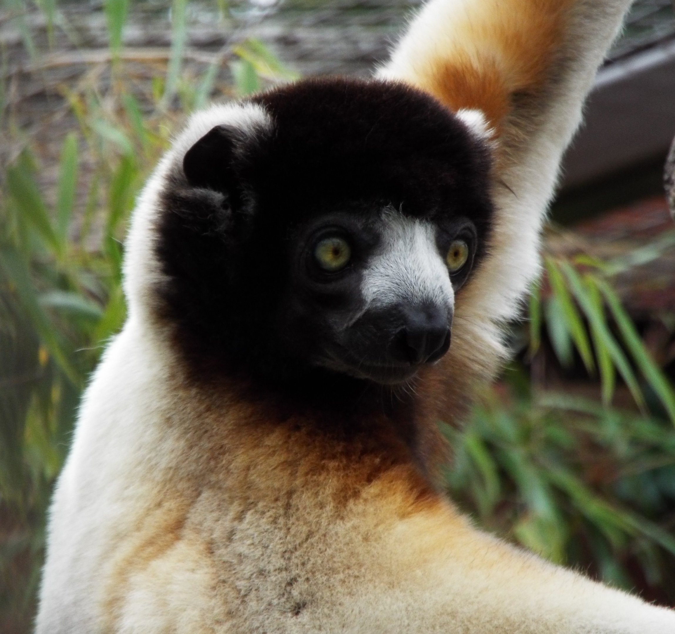 Crowned Sifaka, CWP