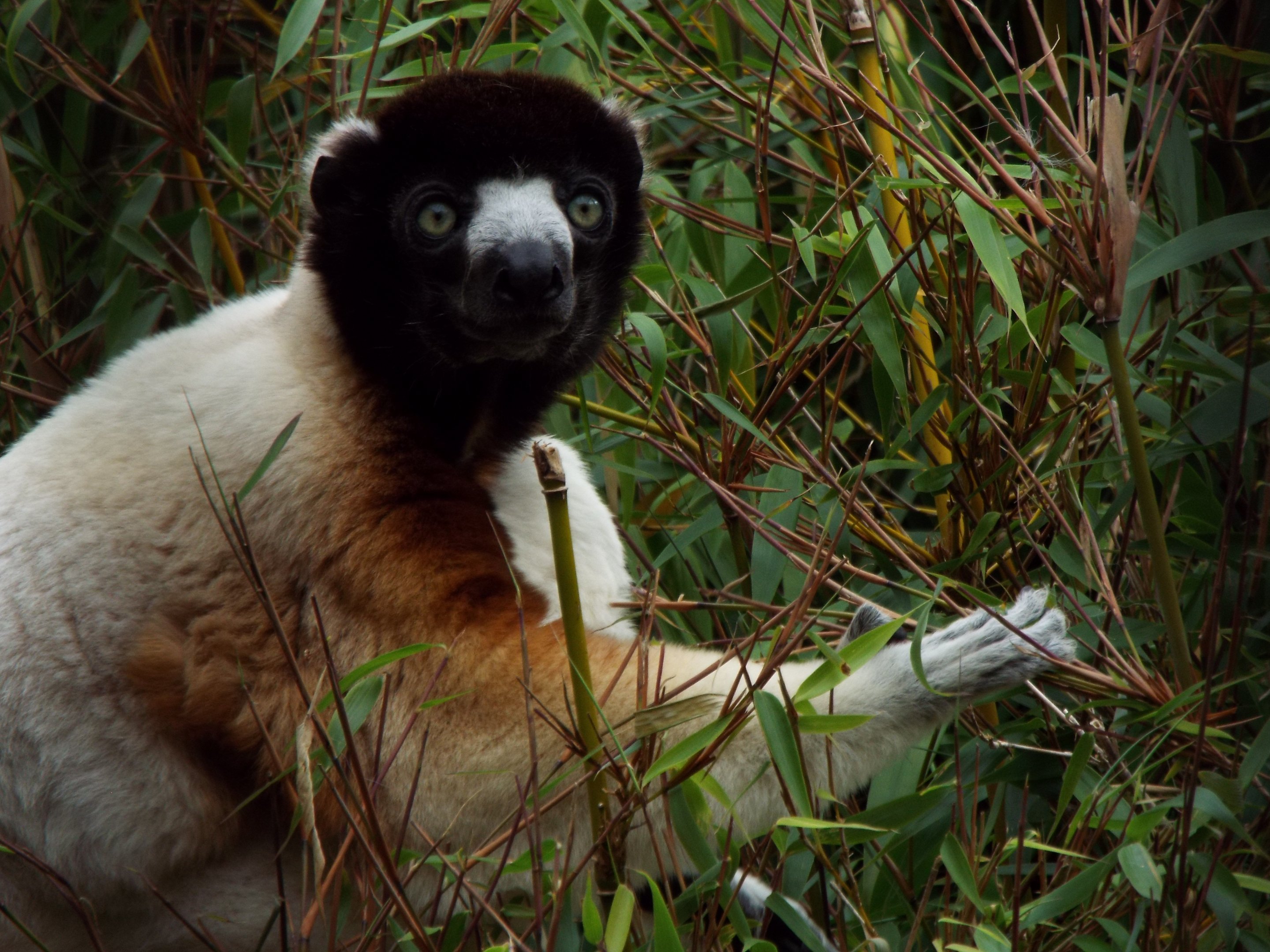 Crowned Sifaka, CWP