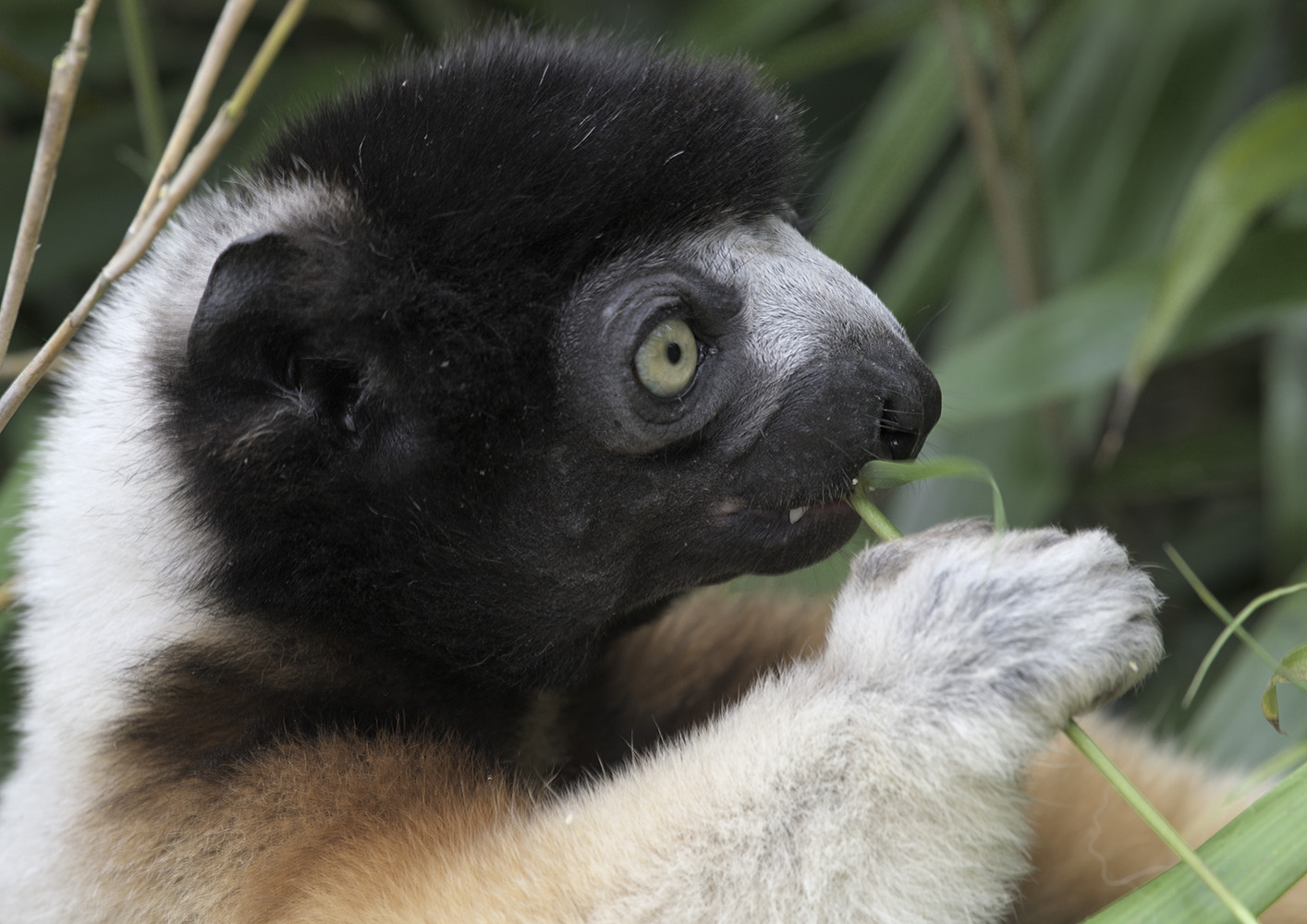 Crowned sifaka eating bamboo