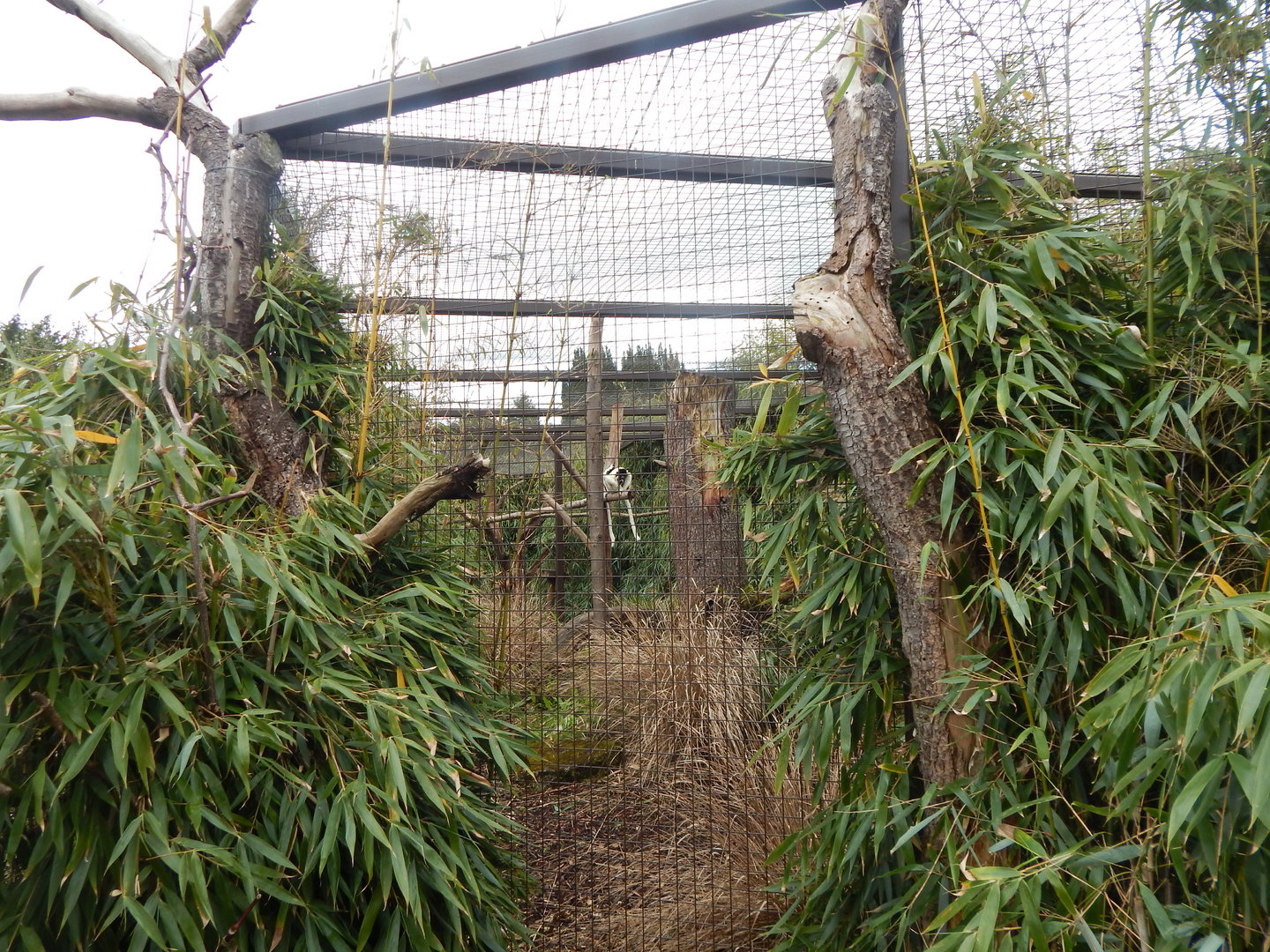Crowned sifaka enclosure 280423