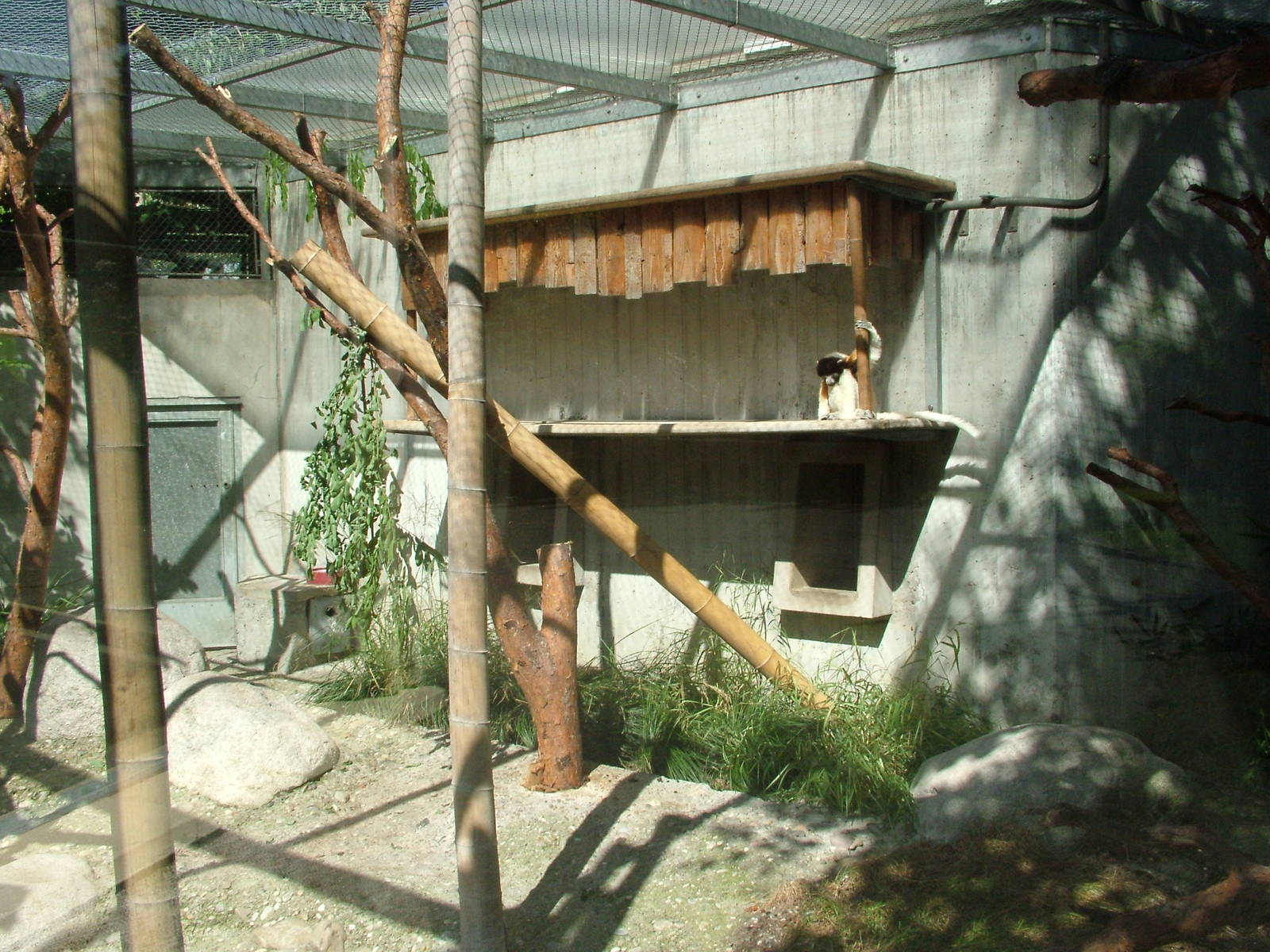 Crowned Sifaka enclosure at Mulhouse 29/08/09