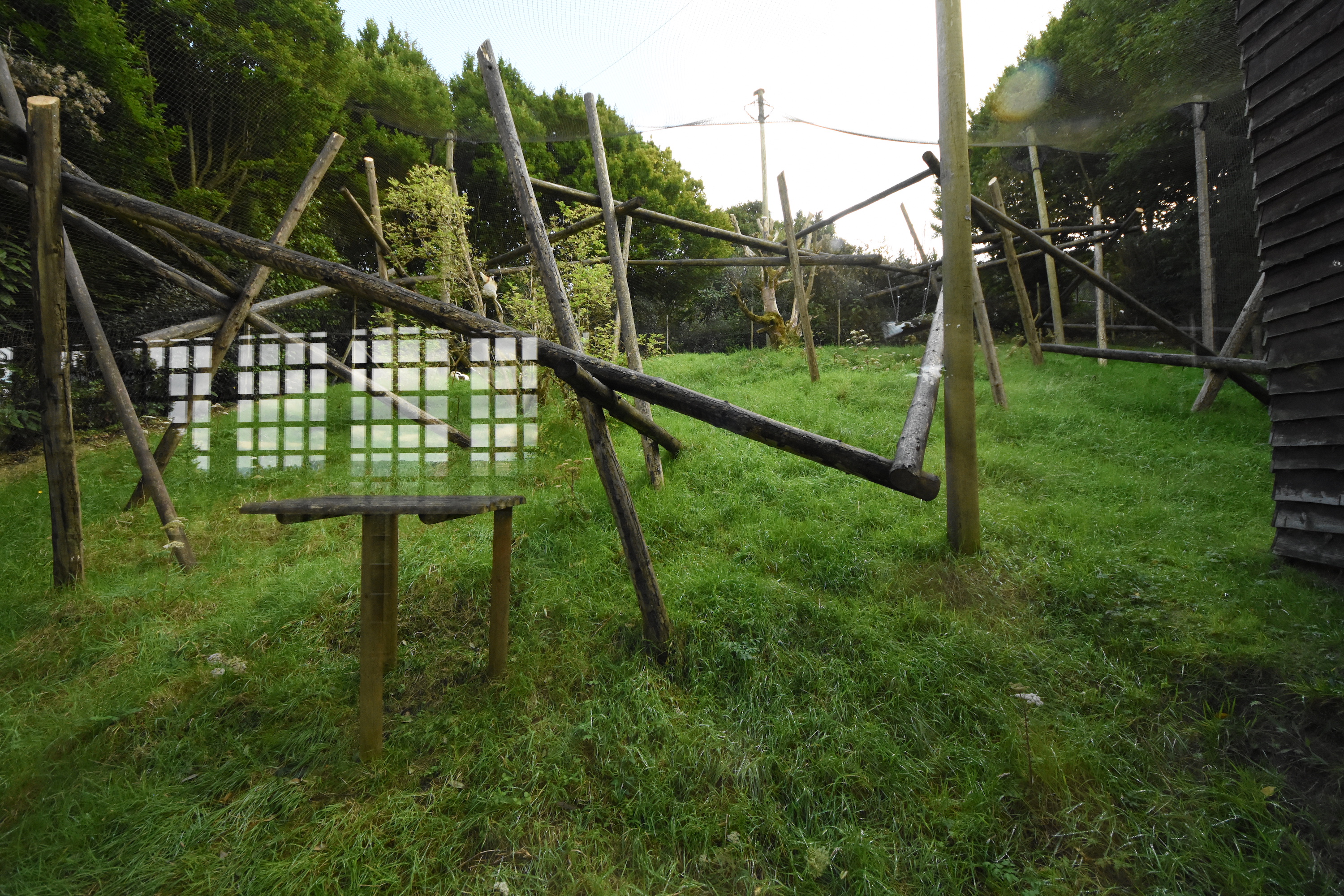 Crowned sifaka enclosure