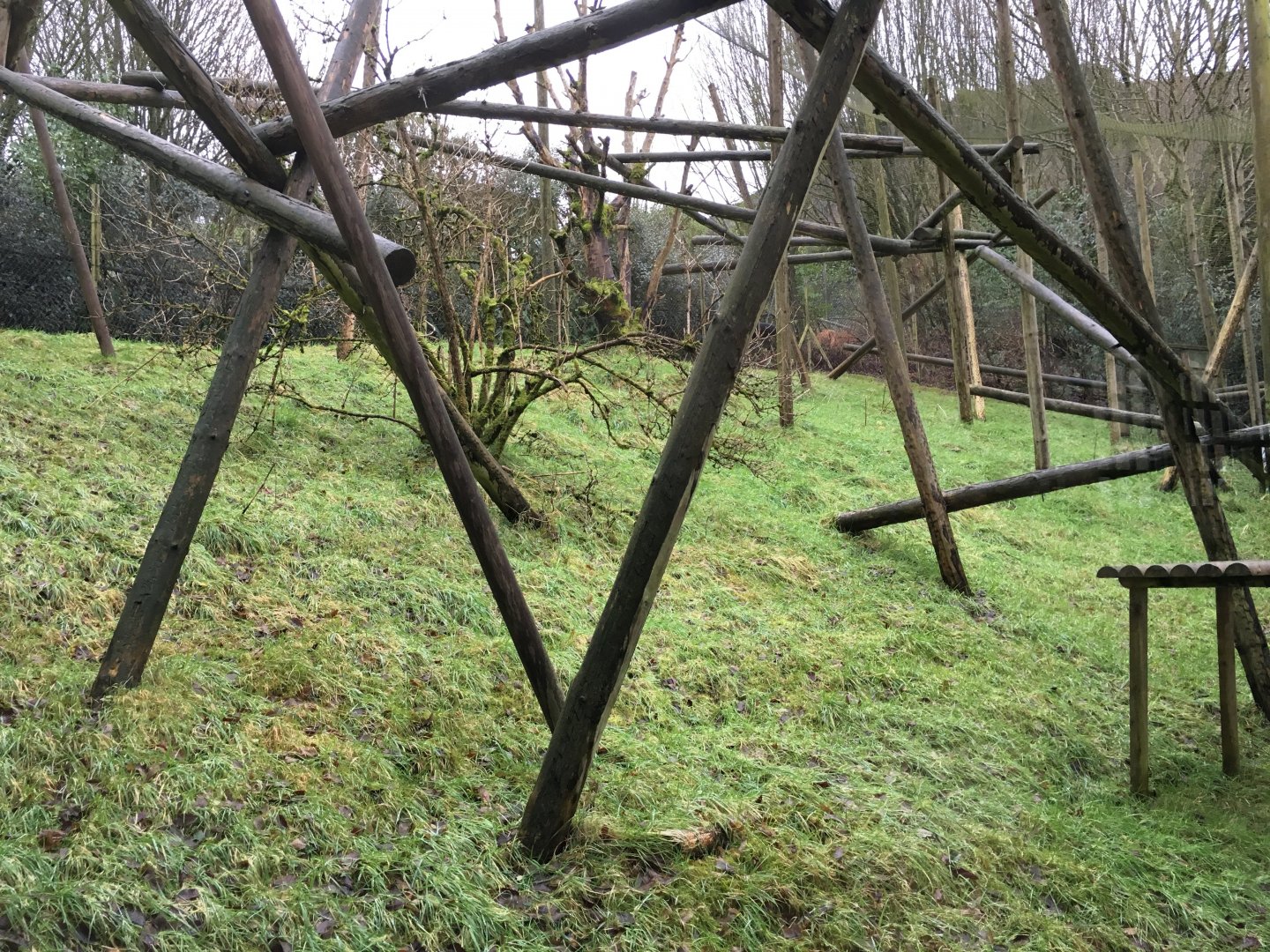 Crowned Sifaka Exhibit