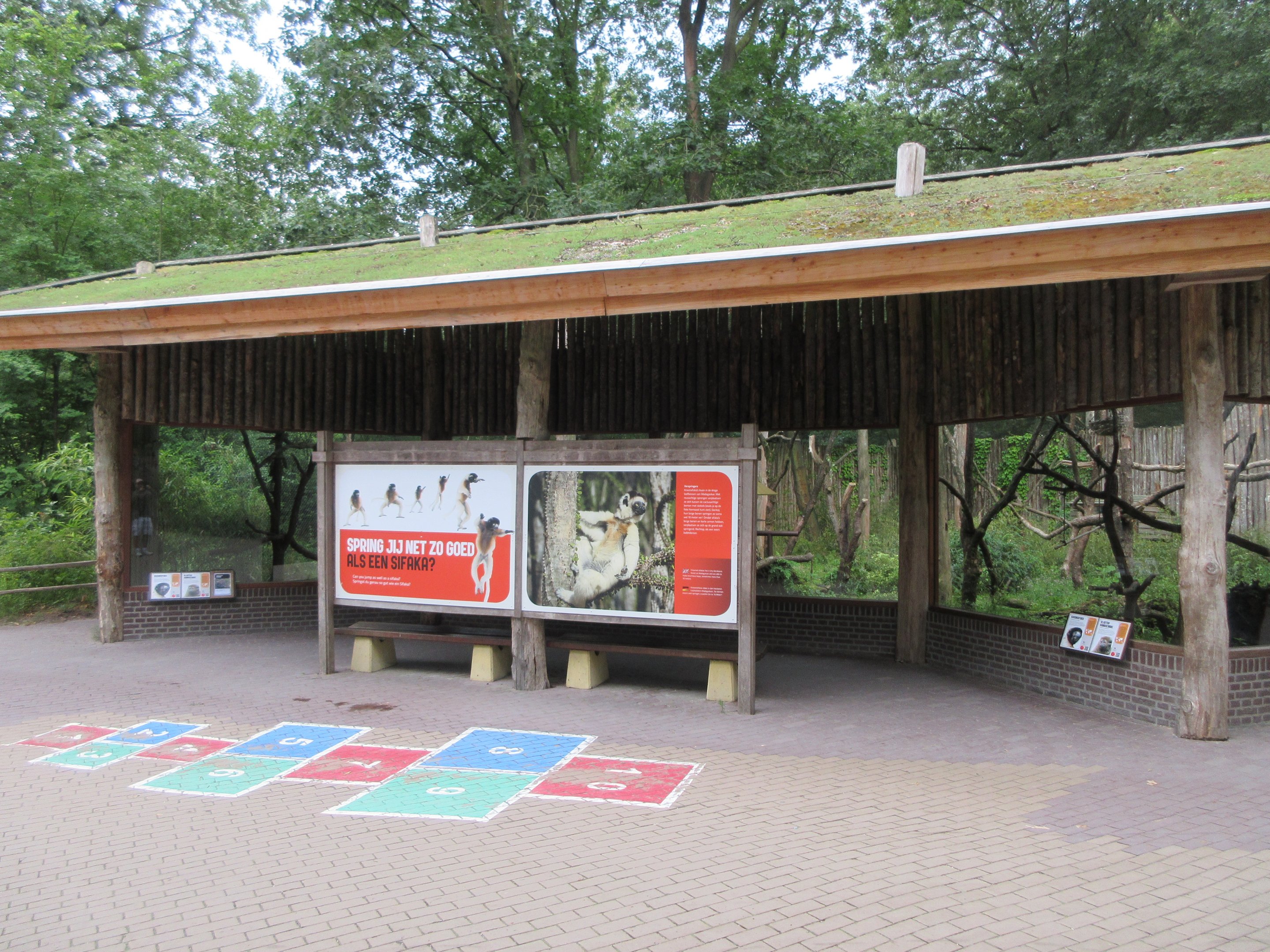 Crowned Sifaka Exhibit
