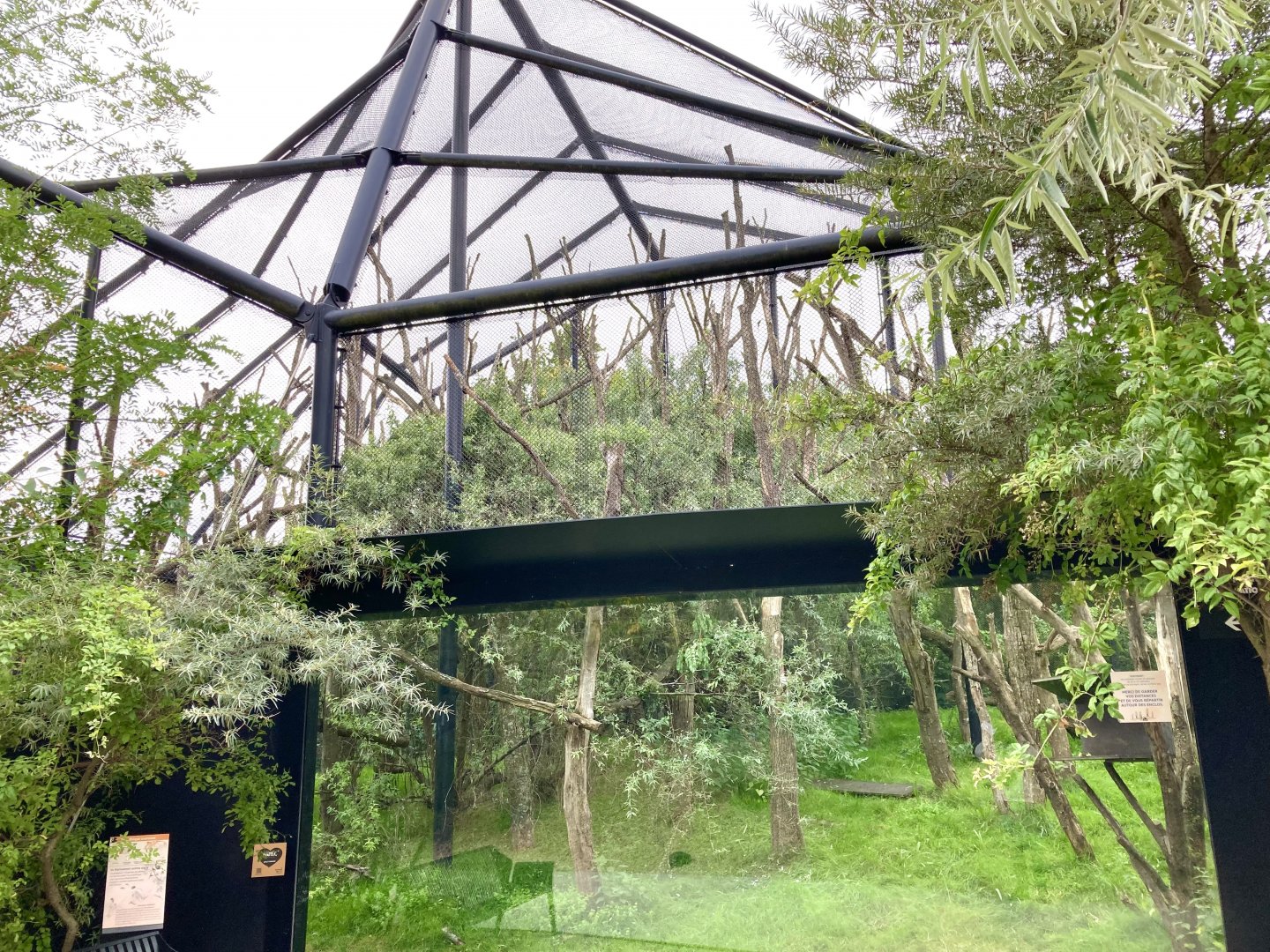 Crowned sifaka exhibit