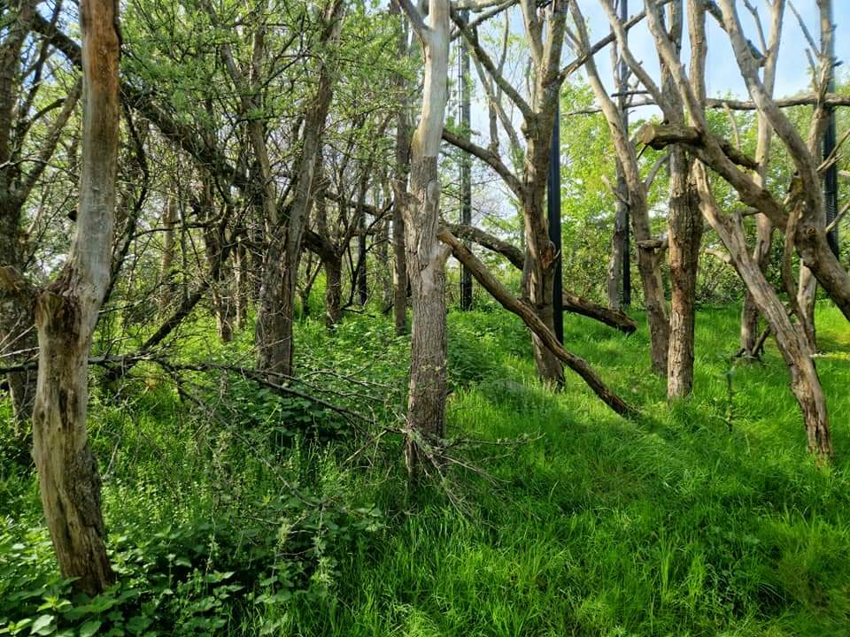 Crowned Sifaka exhibit