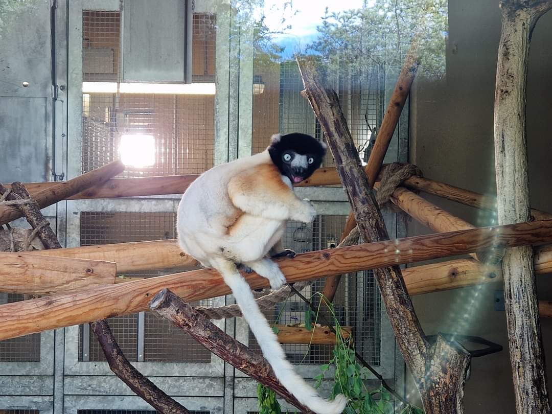 Crowned Sifaka indoor