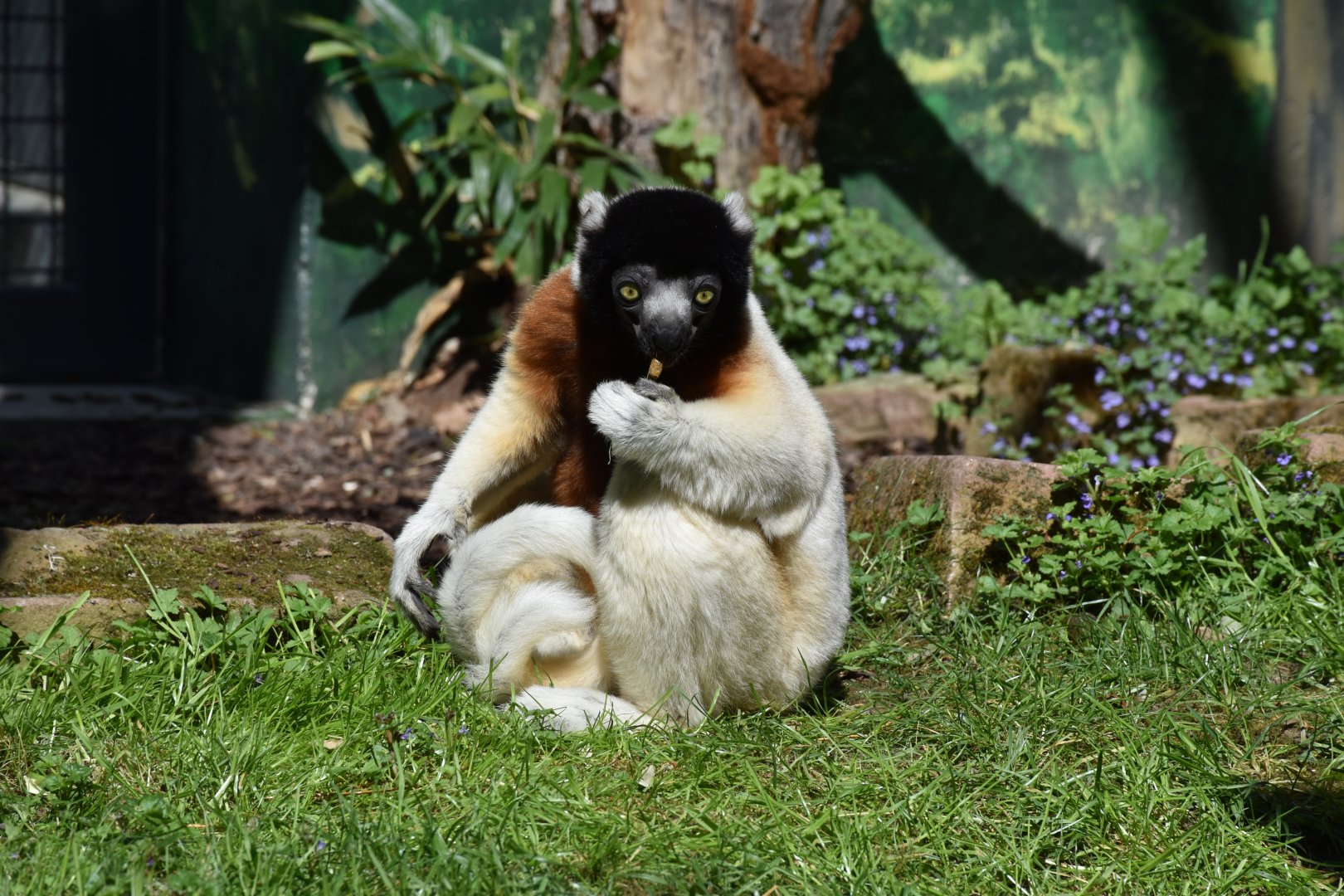 Crowned sifaka "Jao"