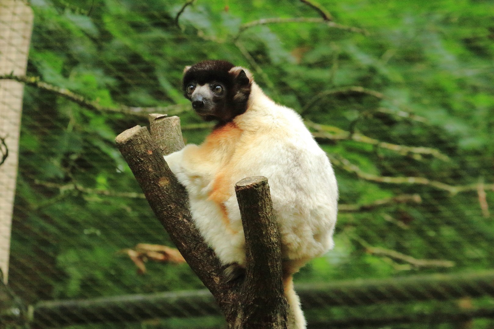 Crowned sifaka (July 2020)