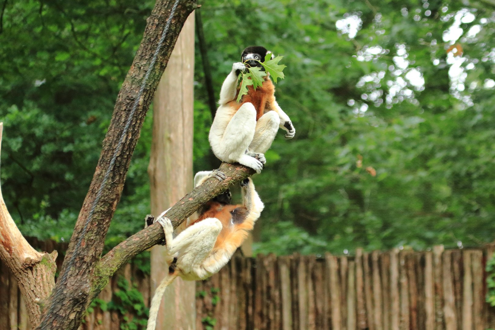 Crowned sifaka (July 2020)