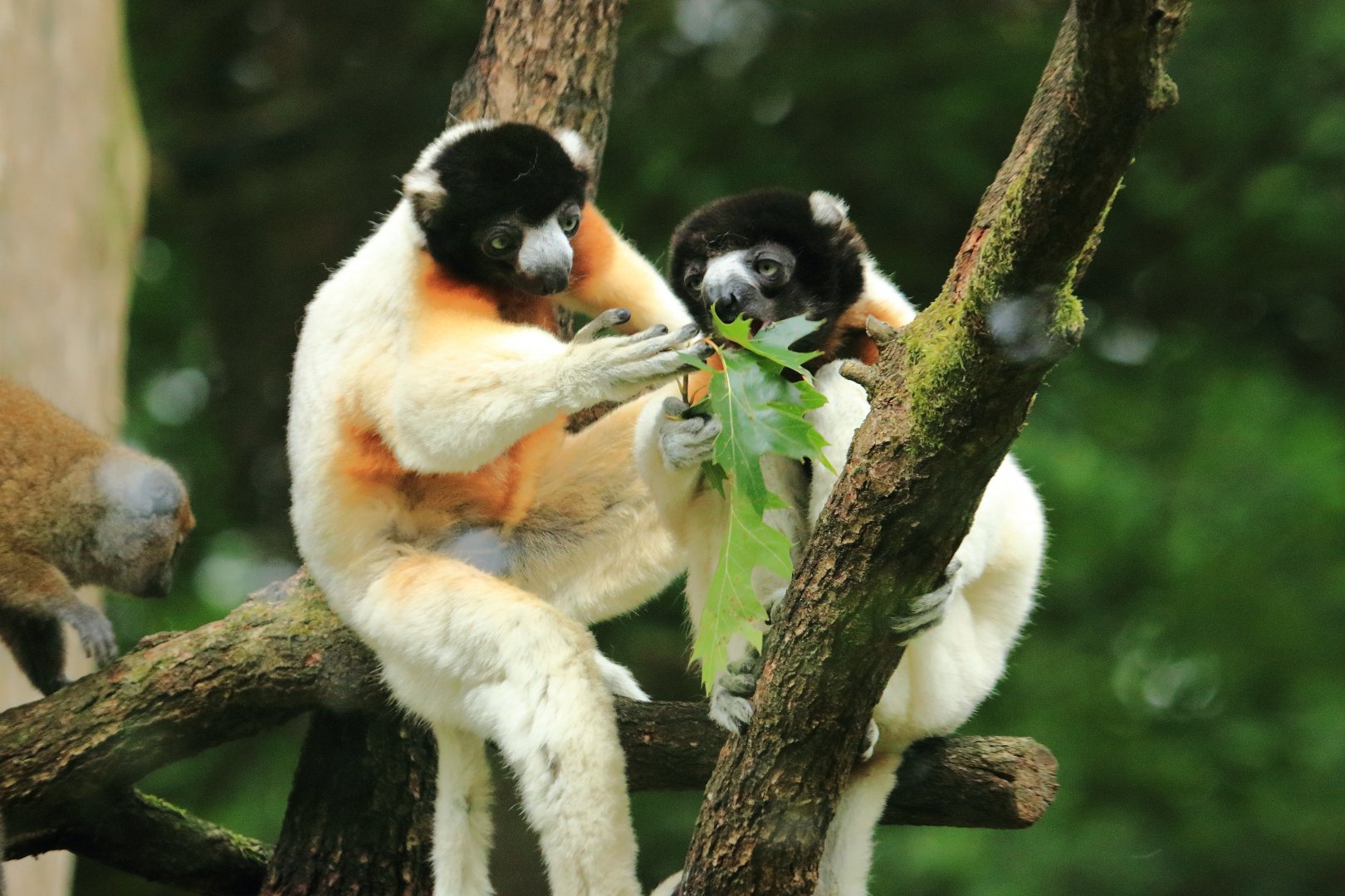 Crowned sifaka (July 2020)