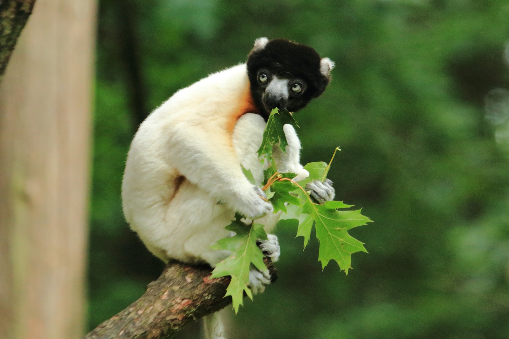 Crowned sifaka (July 2020)