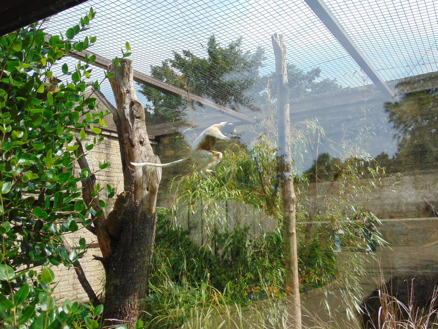 Crowned Sifaka leaping