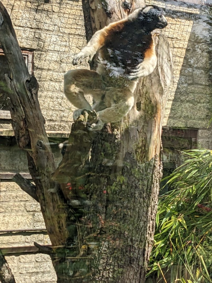Crowned Sifaka leaping