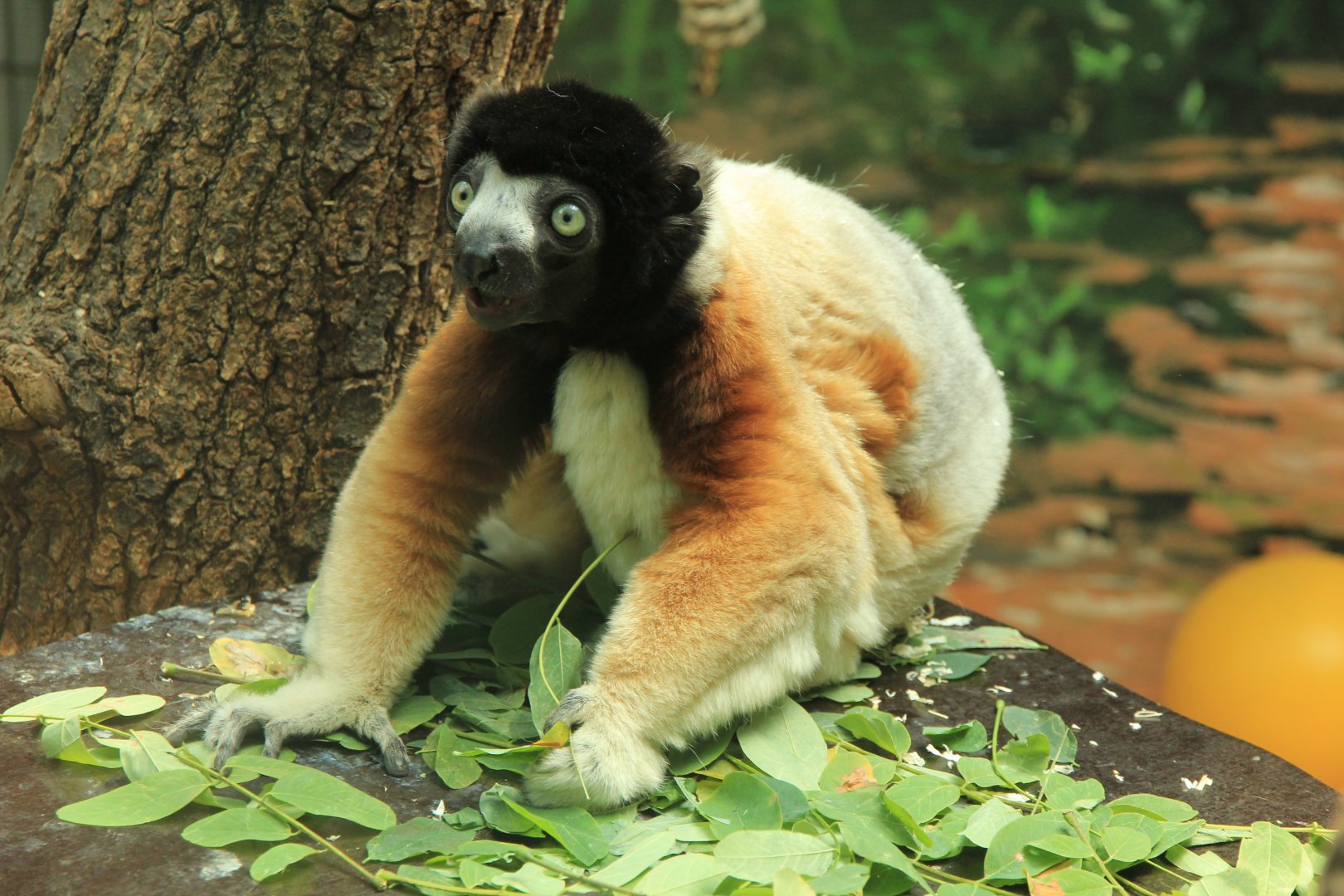 Crowned Sifaka (May 2018)