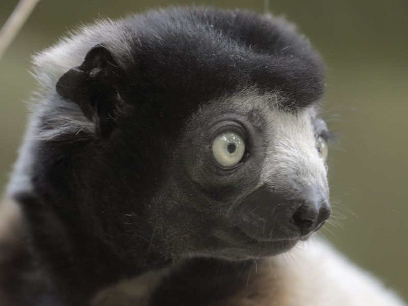 Crowned sifaka Noel