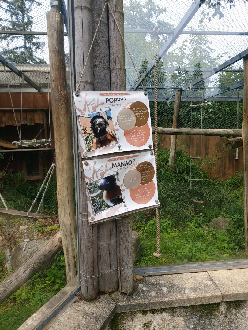 Crowned sifaka pair sign - there were three youngsters