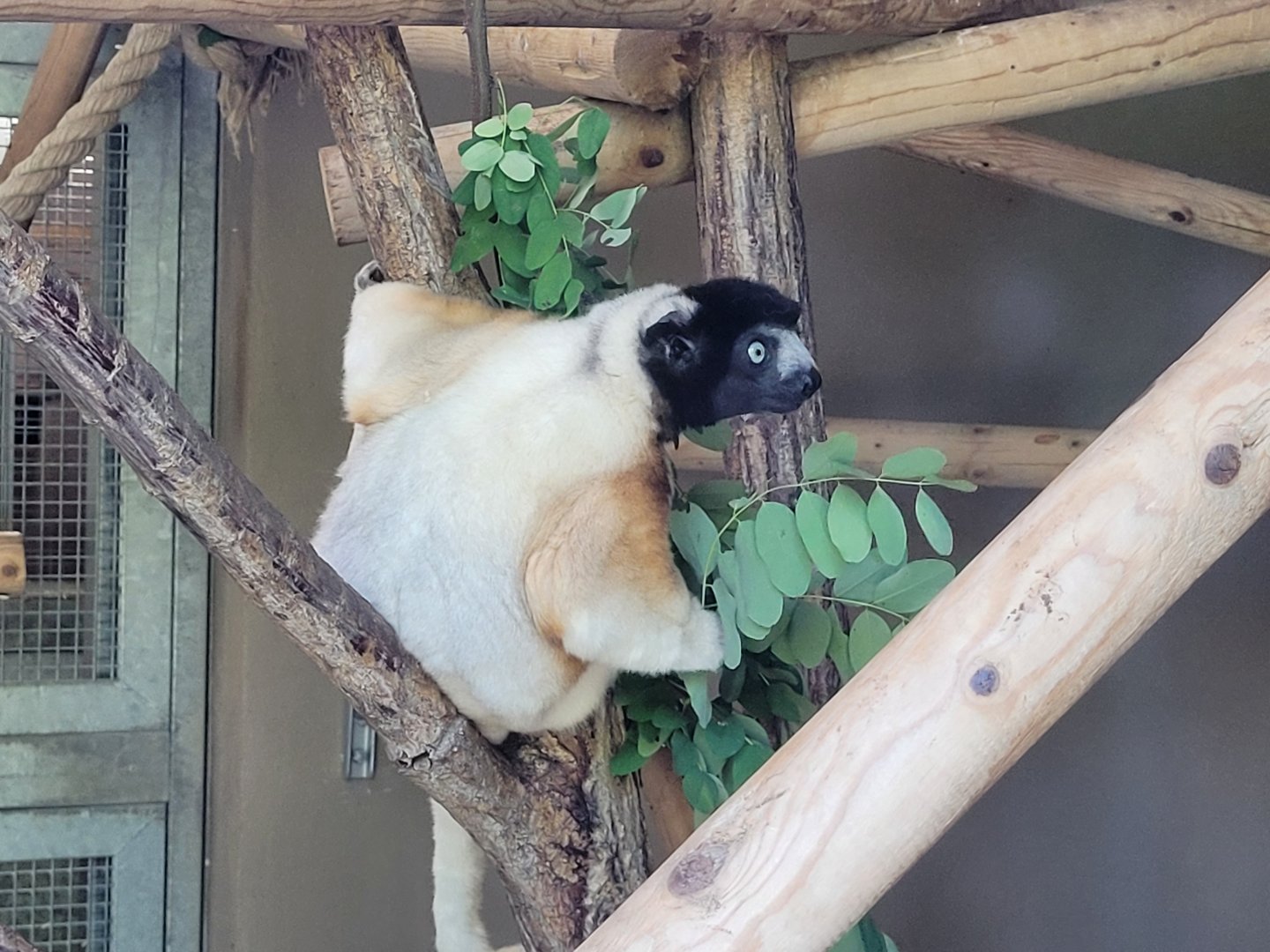 Crowned sifaka -Parc Zoologique de Paris (2022)