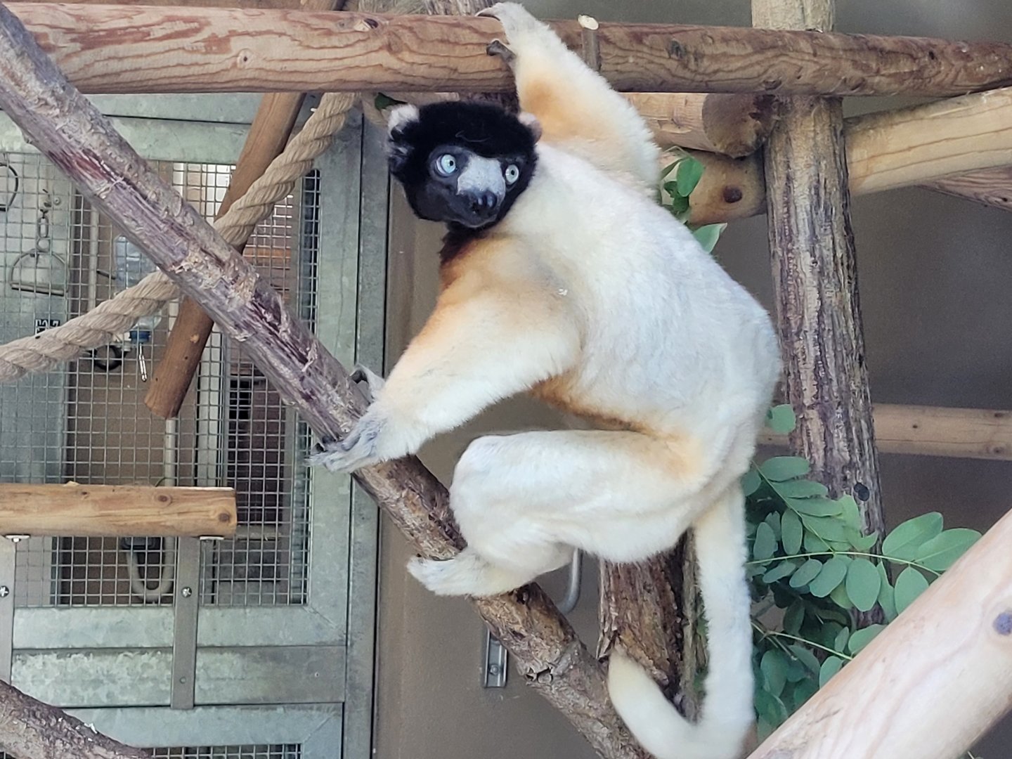 Crowned sifaka -Parc Zoologique de Paris (2022)