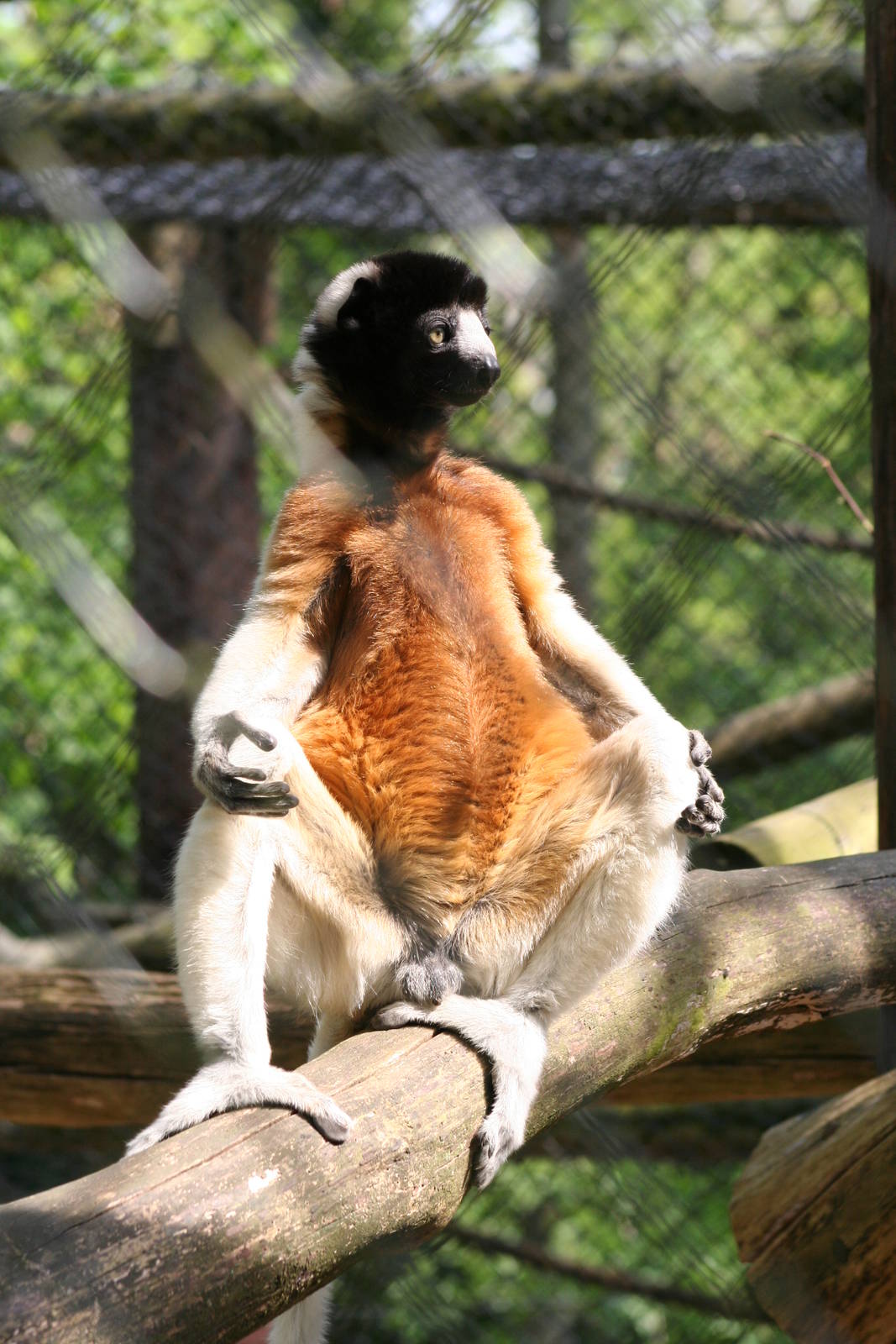 Crowned Sifaka @ Port Lympne; 01.05.2011