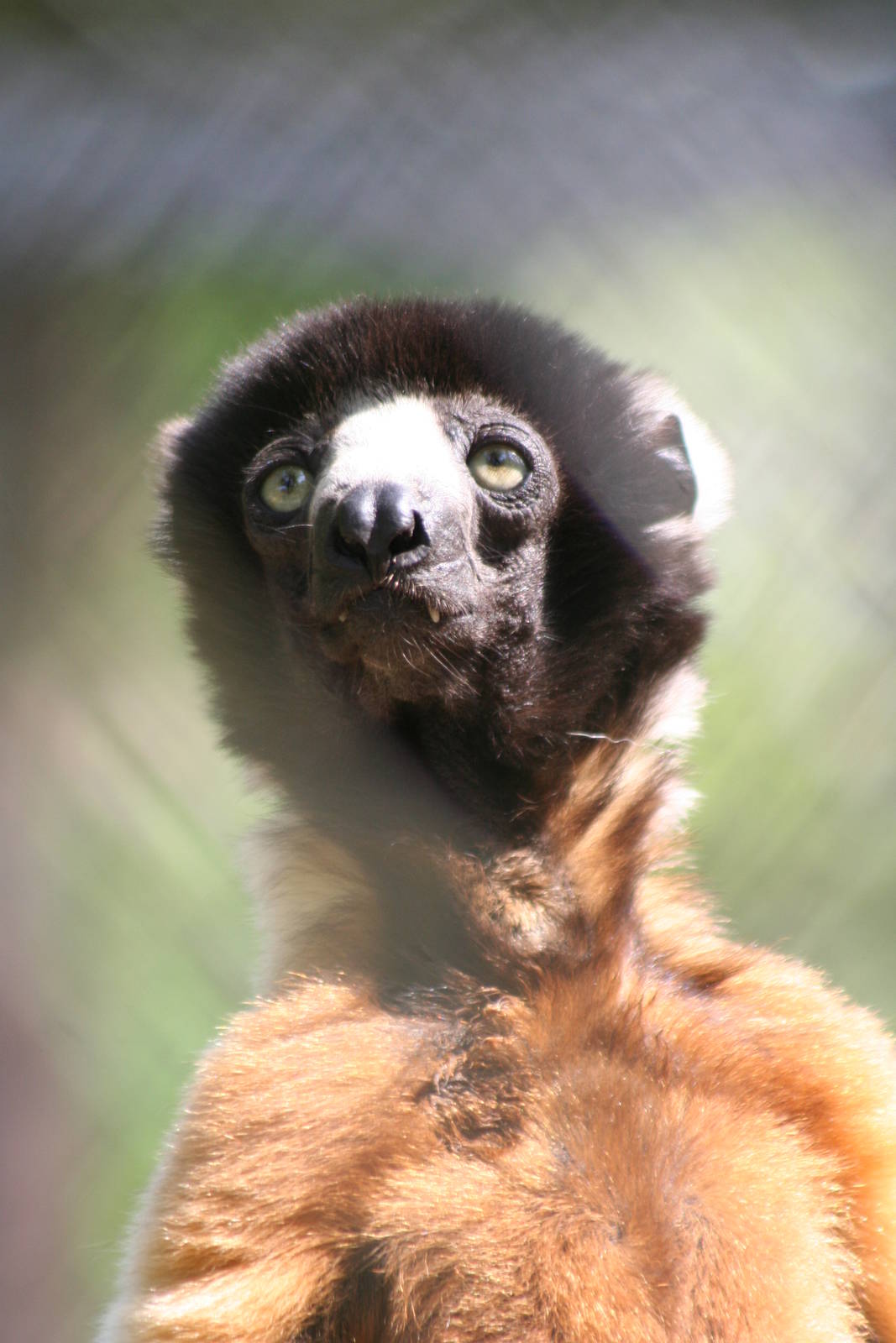 Crowned Sifaka @ Port Lympne; 01.05.2011