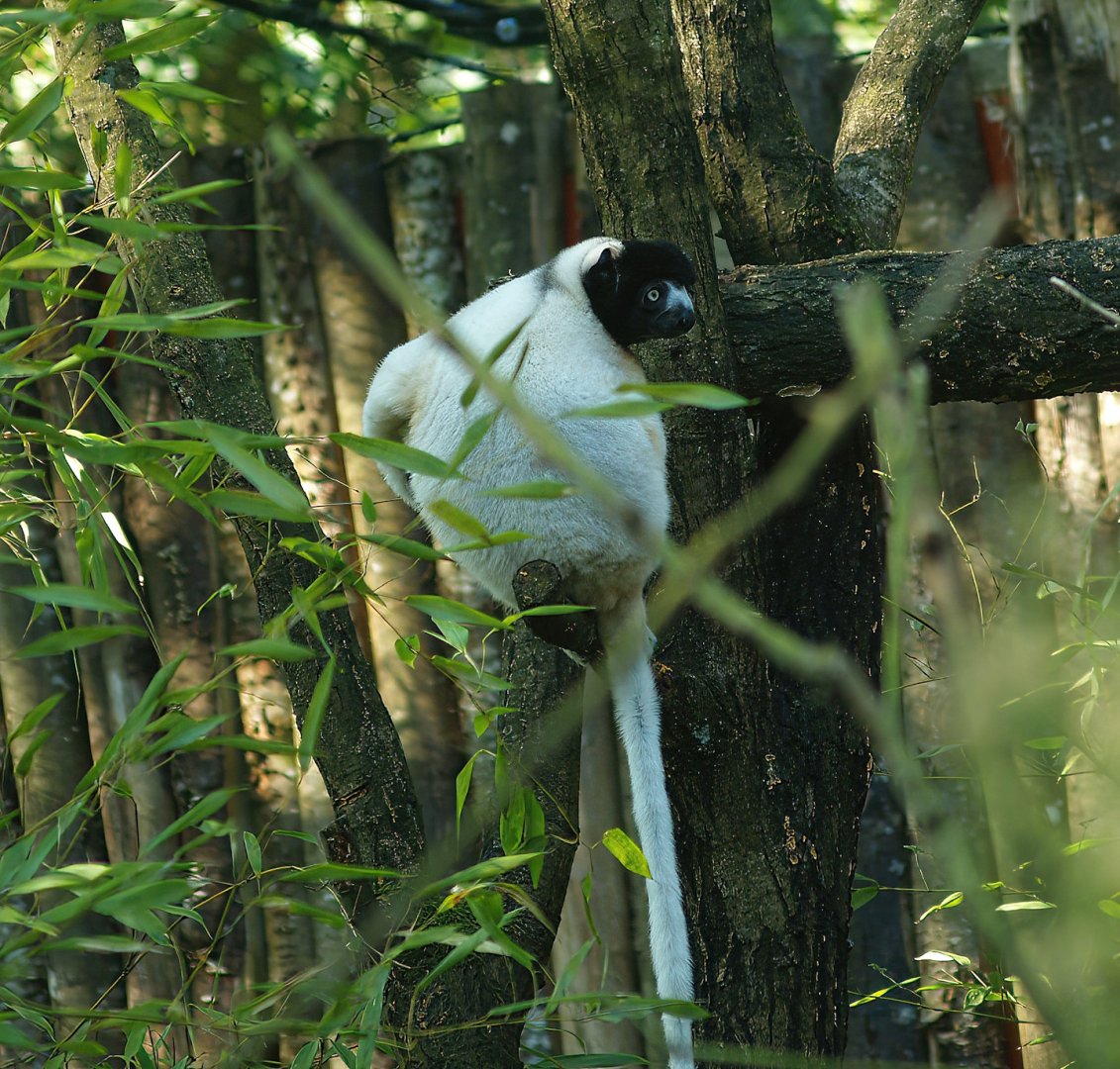 Crowned sifaka (Propithecus coronatus), 2007-09-16