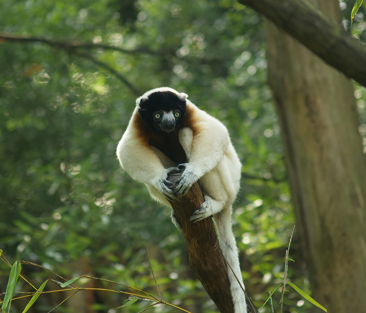 Crowned sifaka (Propithecus coronatus), 2007-09-16