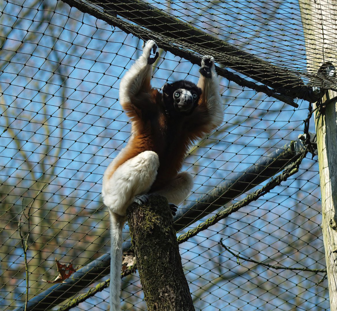 Crowned sifaka (Propithecus coronatus), 2010-04-18