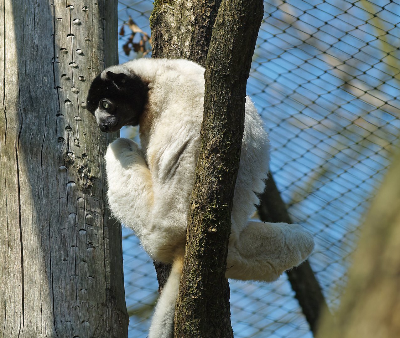 Crowned sifaka (Propithecus coronatus), 2010-04-18