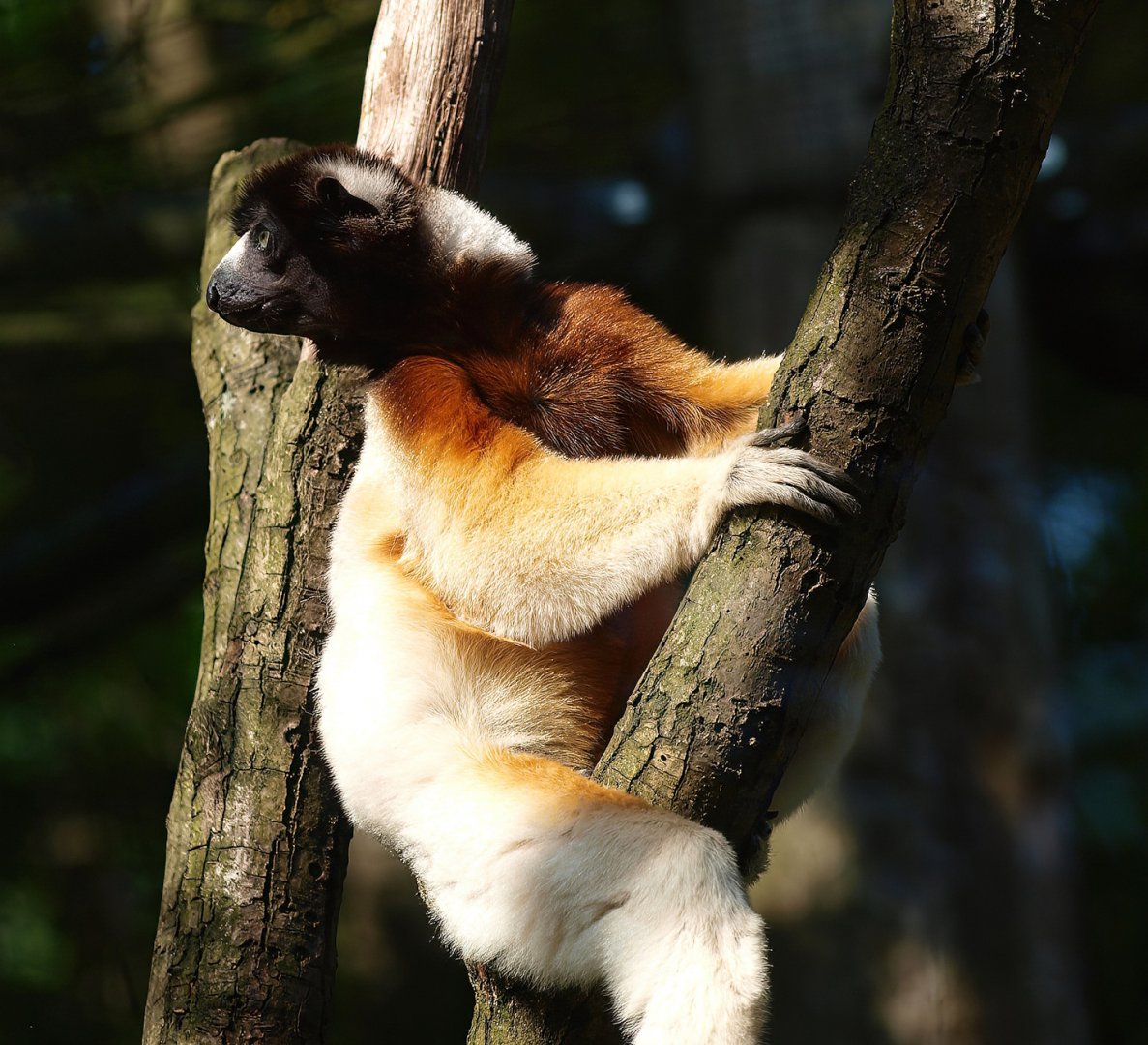 Crowned sifaka (Propithecus coronatus), 2015-08-01
