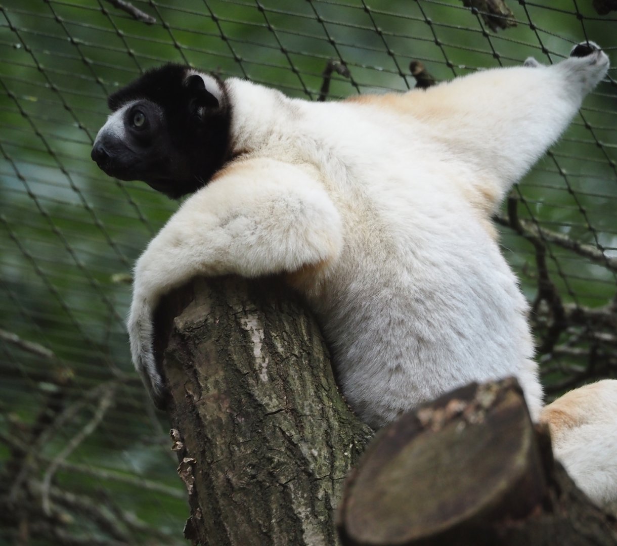 Crowned sifaka (Propithecus coronatus), 2024-08-18