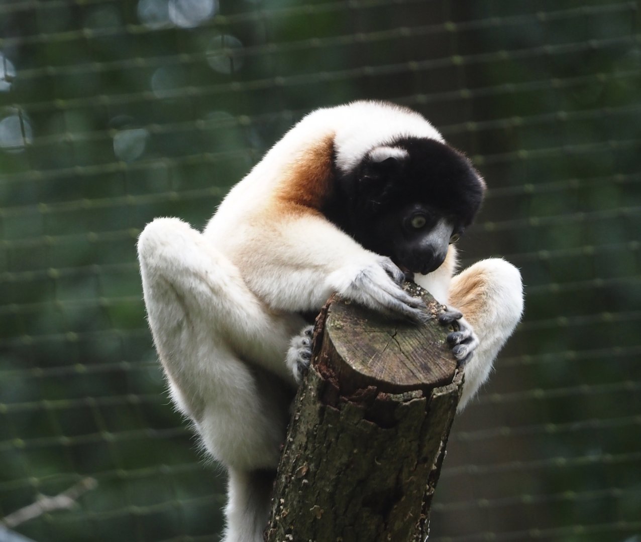 Crowned sifaka (Propithecus coronatus), 2024-08-18