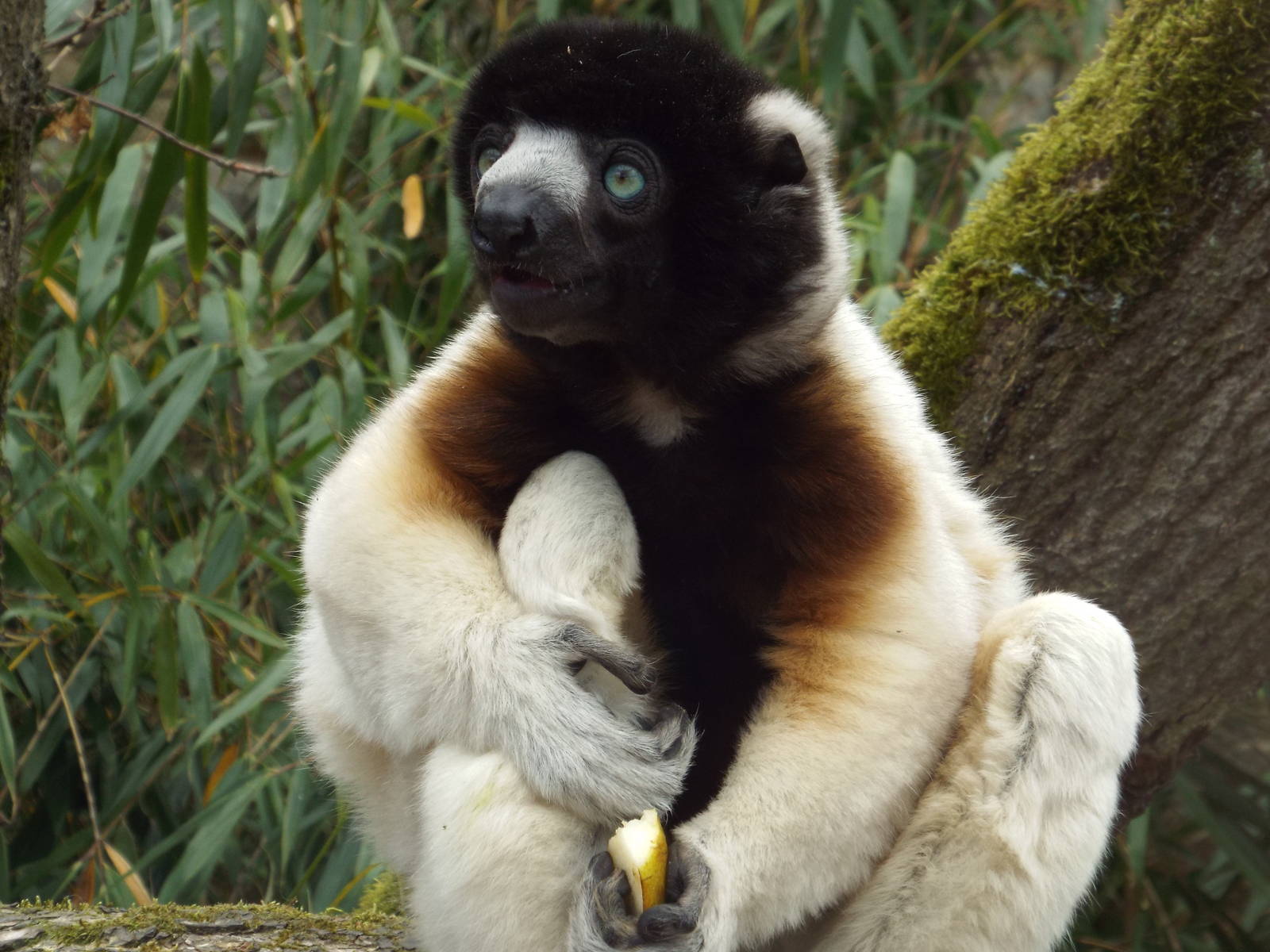 Crowned Sifaka (Propithecus coronatus) at Cotswold Wildlife Park - 19 April