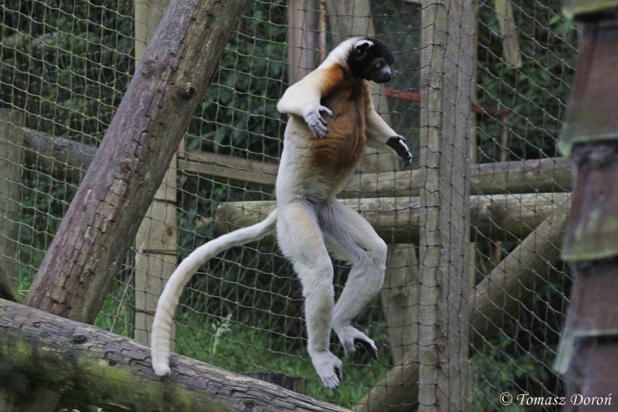Crowned sifaka (Propithecus coronatus)