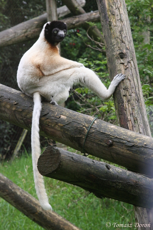 Crowned sifaka (Propithecus coronatus).