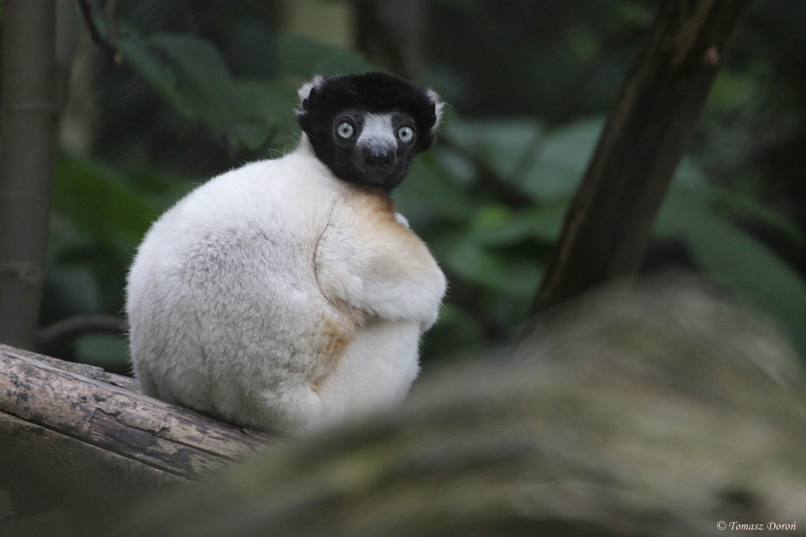 Crowned Sifaka (Propithecus coronatus)