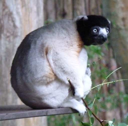 Crowned sifaka (Propithecus coronatus)
