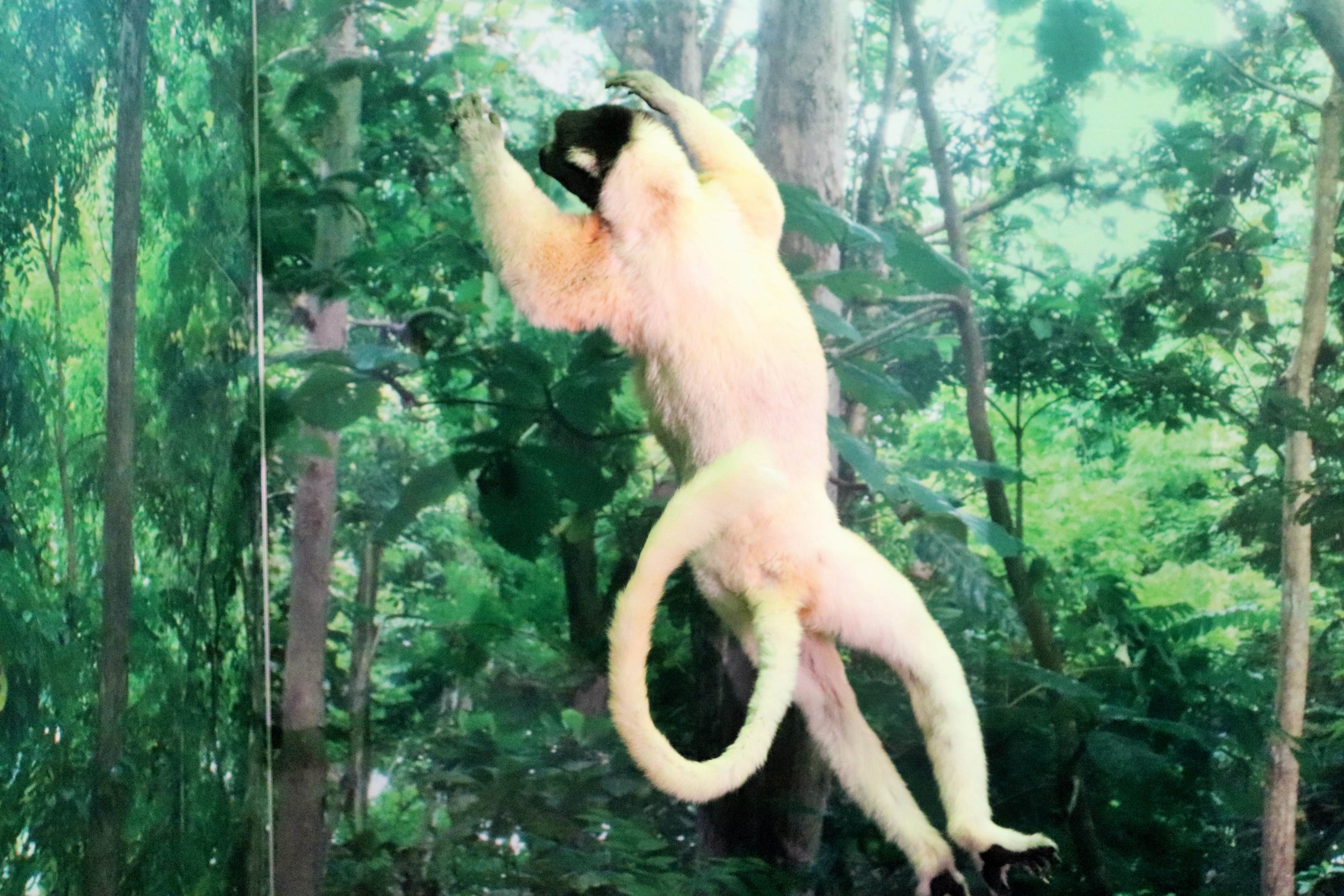 Crowned Sifaka (Propithecus coronatus)