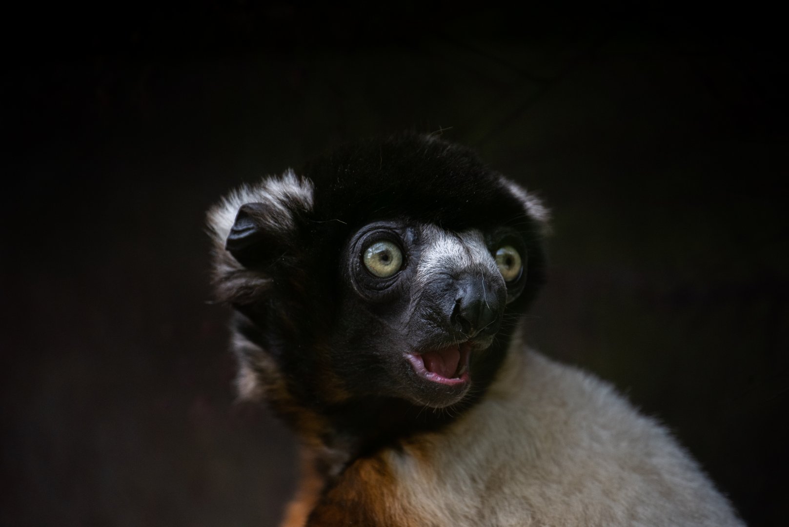 Crowned sifaka - Propithecus coronatus