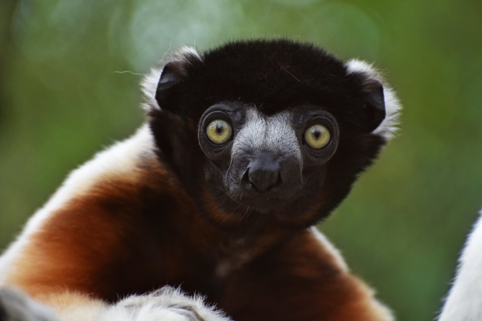 Crowned sifaka (Propithecus coronatus)
