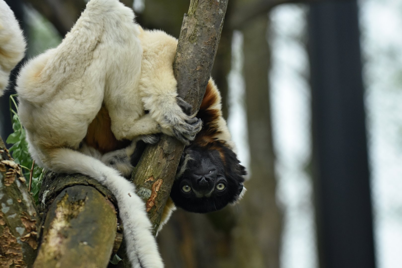 Crowned sifaka (Propithecus coronatus)
