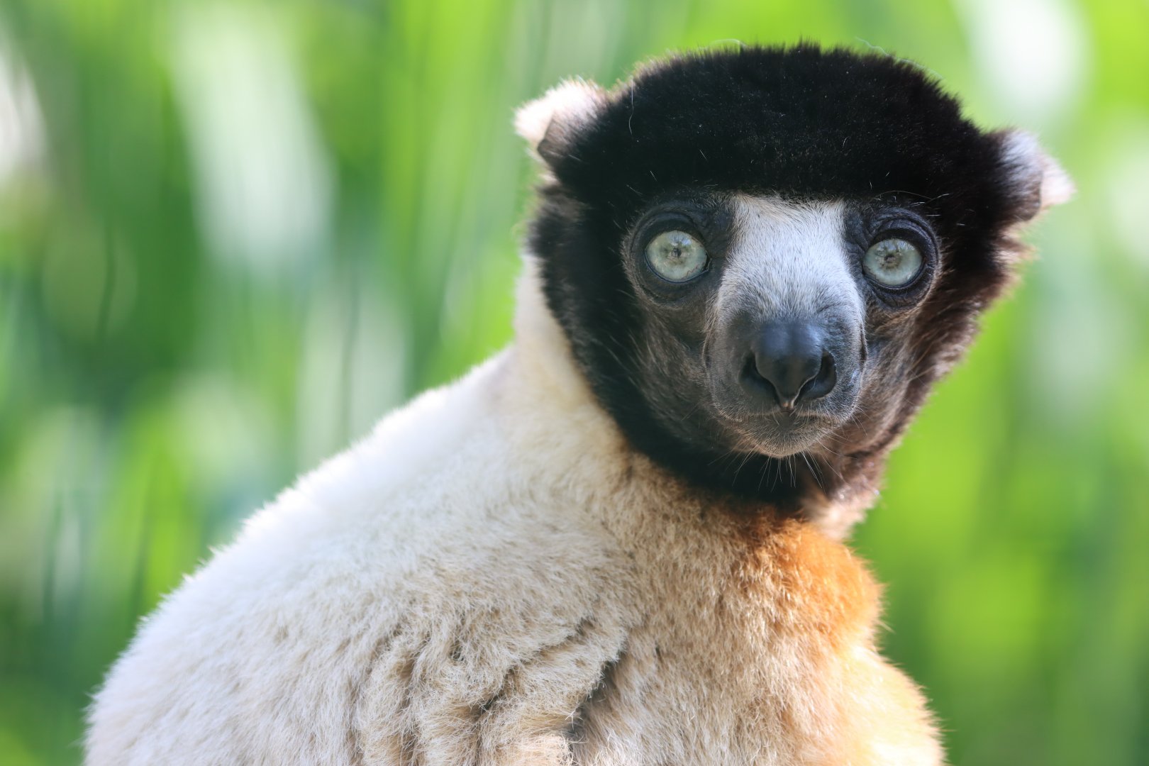 Crowned sifaka (Propithecus coronatus)