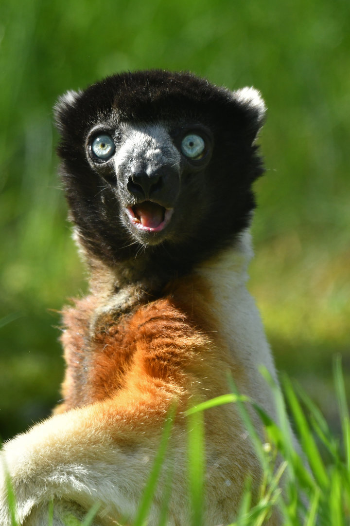 Crowned sifaka (Propithecus coronatus)