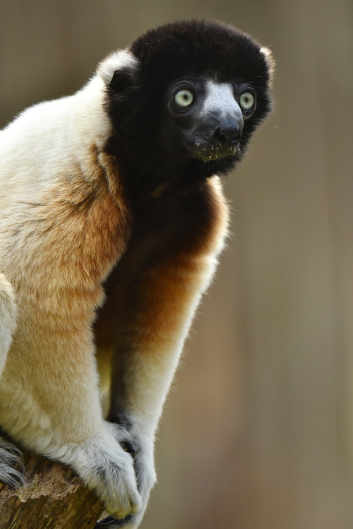 Crowned sifaka (Propithecus coronatus)