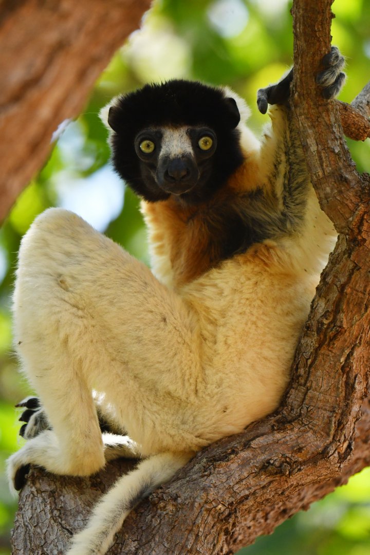 Crowned sifaka (Propithecus coronatus)