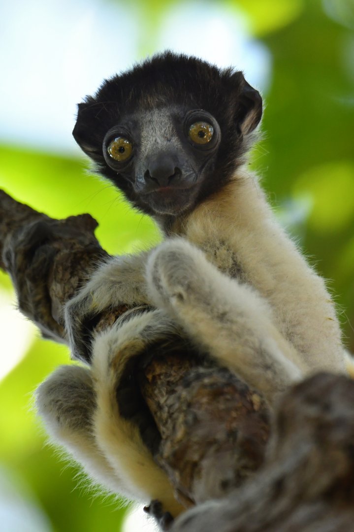Crowned sifaka (Propithecus coronatus)