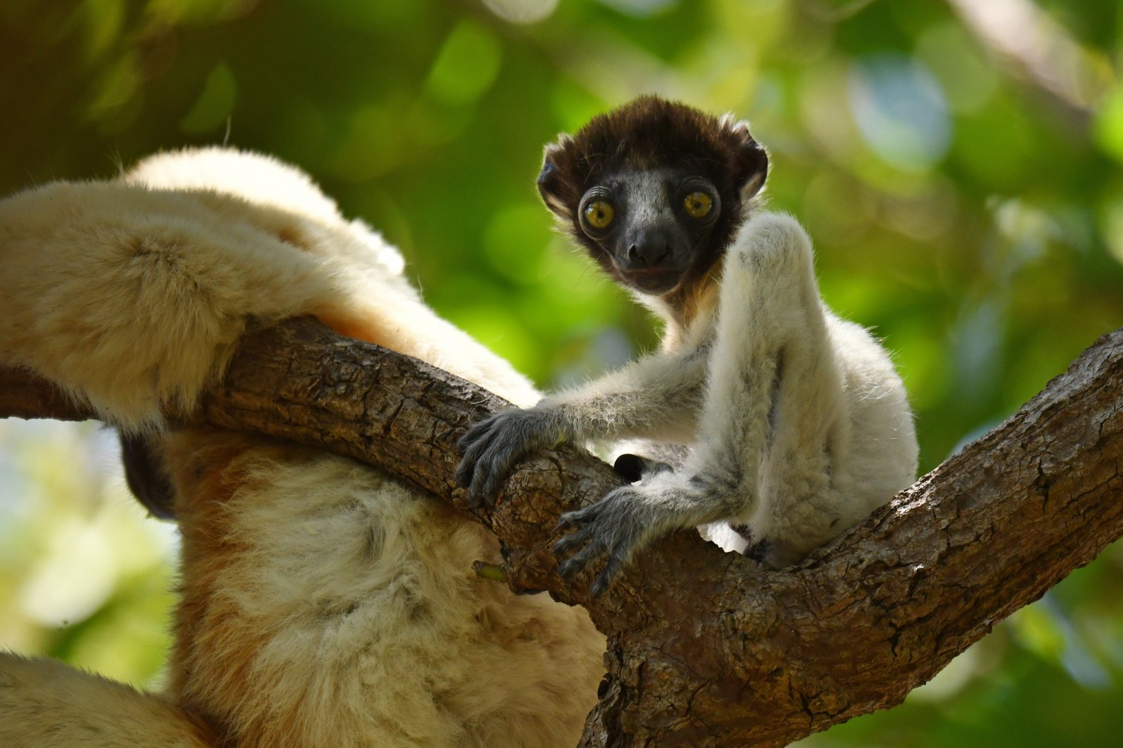 Crowned sifaka (Propithecus coronatus)